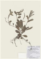 藏品(臺灣附地草)的圖片